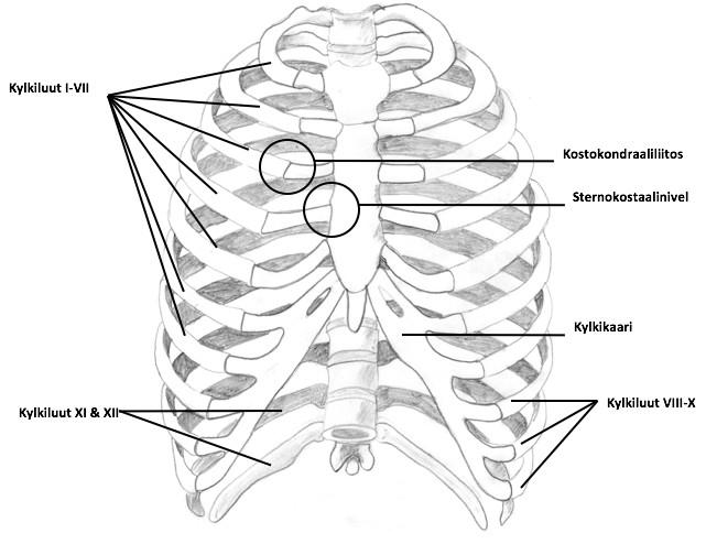 11 Kylkirustojen I VII kiinnittymiskohtia rintalastassa kutsutaan sternokostaaliniveliksi.