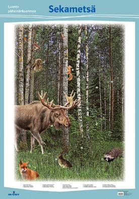 kangasmetsä 70 x