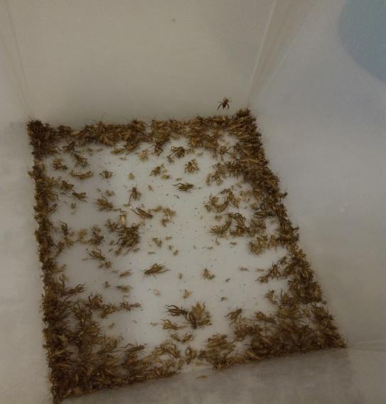 12 (34) Acheta domesticus- sirkkalajia saatiin kasvatukseen Tervossa sijaitsevalta kasvattamolta Savonia Grasshopper.