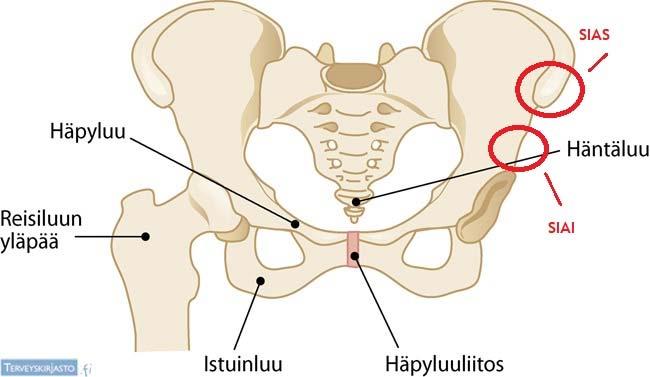 SIAS- ja SIAI avulsiomurtumat Kipua lantion etuosassa, suoliluunharjun kärjessä. Tyypillisimmin esiintyy 15 vuoden iässä pojilla ja 13 vuoden iässä tytöillä.