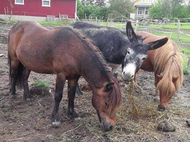 - Odhran aasi ponikaverinsa kanssa, lasten ulkoleikki-alueella, su - tamma & varsa, lasten ulkoleikki-alueella, su - Metsämäen oma maskotti, Heppe (iltapäivän aikana), koko alueella, su - ralli-autot