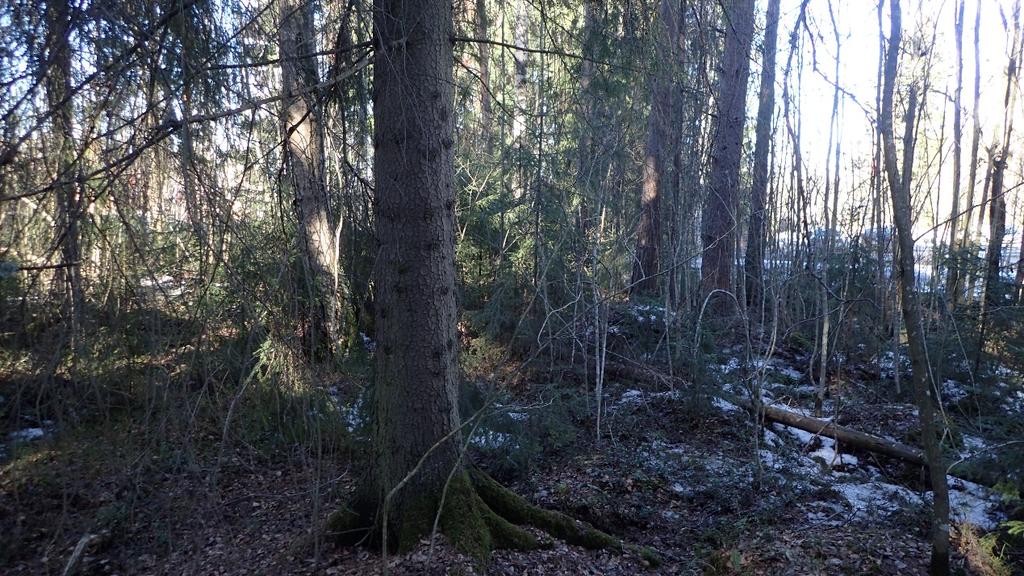 liito-oravan ulostepapanoita useiden puiden juurilta (Kuva 2, Kuva 3).