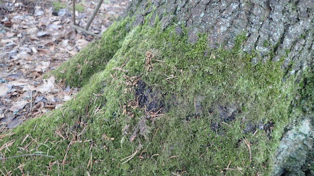 23.3.2017 4 (7) Kuva 3. Liito-oravan ulostepapanoita kuusen juurella. Taulukko 1.