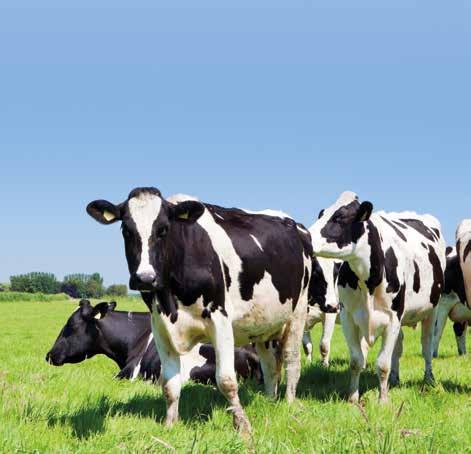 DeLaval UUTUUKSIA DELAVAL LAIDUNALTAAT P450, P650 ja P1000 Koska lehmät laumaeläiminä tykkäävät juoda samaan aikaan