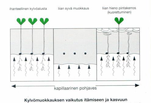 Kevään tärkeys Kylvöajankohta vaikuttaa