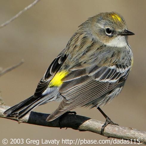 CLICK HERE to hear the calls and songs of the Yellowrumped Warbler Alligator Lake Spring Festival Photo Contest Florida Gateway