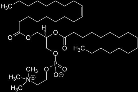 type of phospholipid in lecithin.