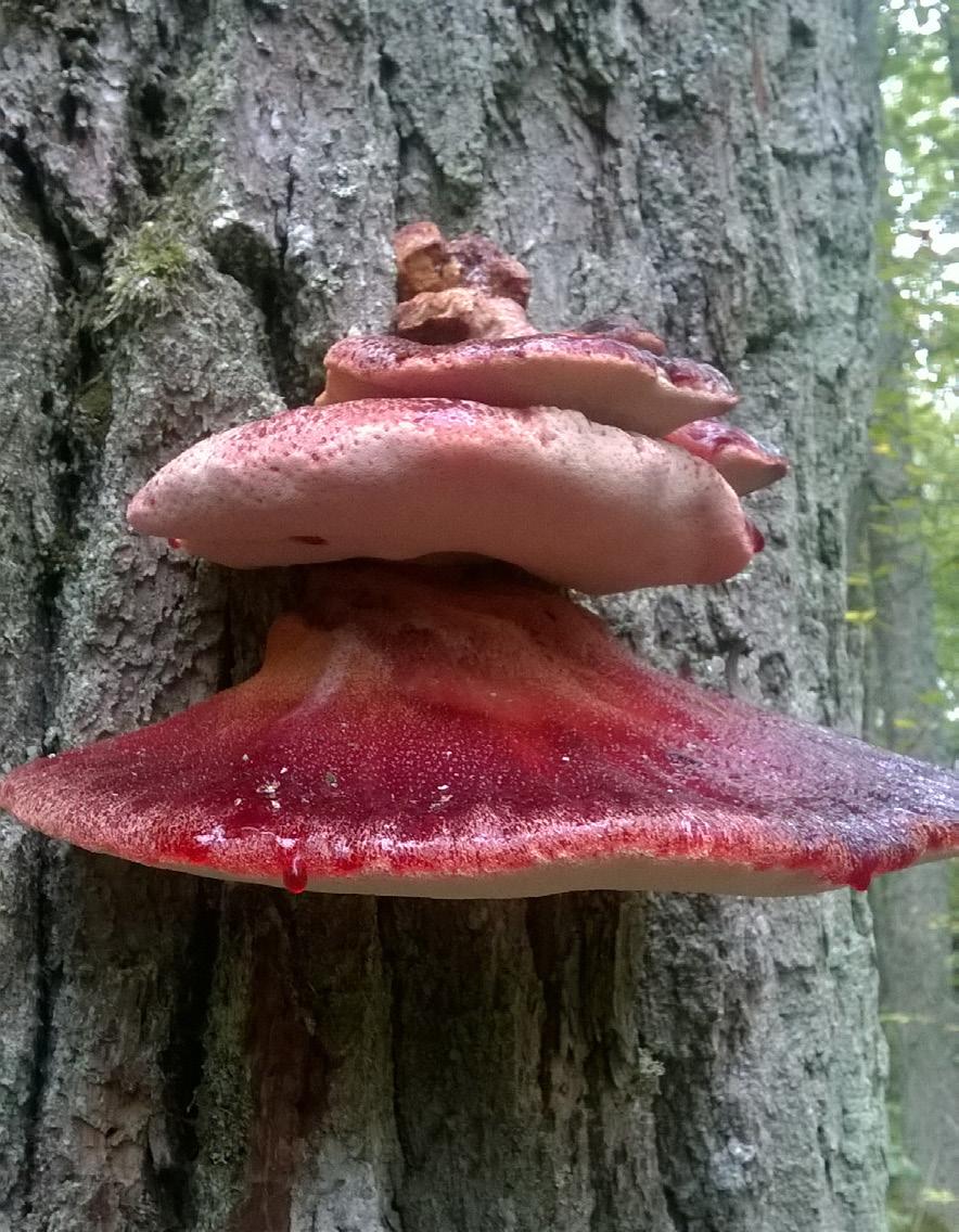 Turun kaupunki 5. Kääväkkäät Juha Kinnunen Johdanto Ruissalo on kääväkäslajien kannalta arvioituna Suomen arvokkain lehtoalue.