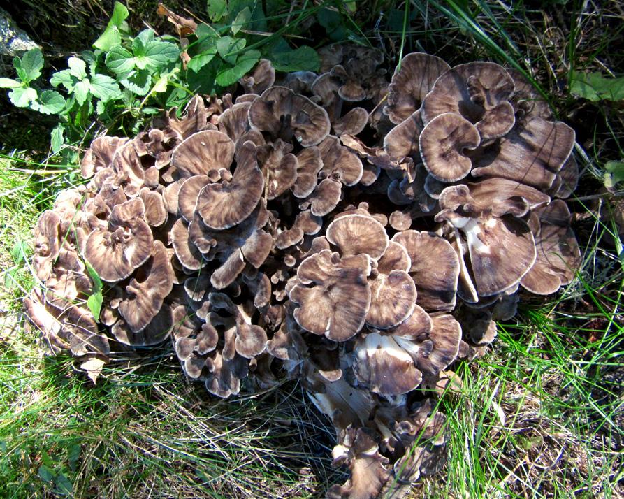 Tämän saavat aikaan metsän hoitamattomuus, hyvä lehtipuulajidiversiteetti, järeän tammen runsaus, sekä maapuusto, joka koostuu useista eri puulajeista, lahoasteista ja järeysluokista.