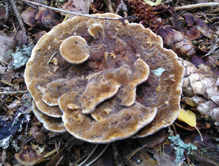 Perenniporia medullapanis