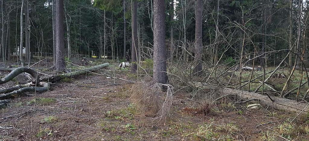 vahvistetaan täydennysistutuksin niityn