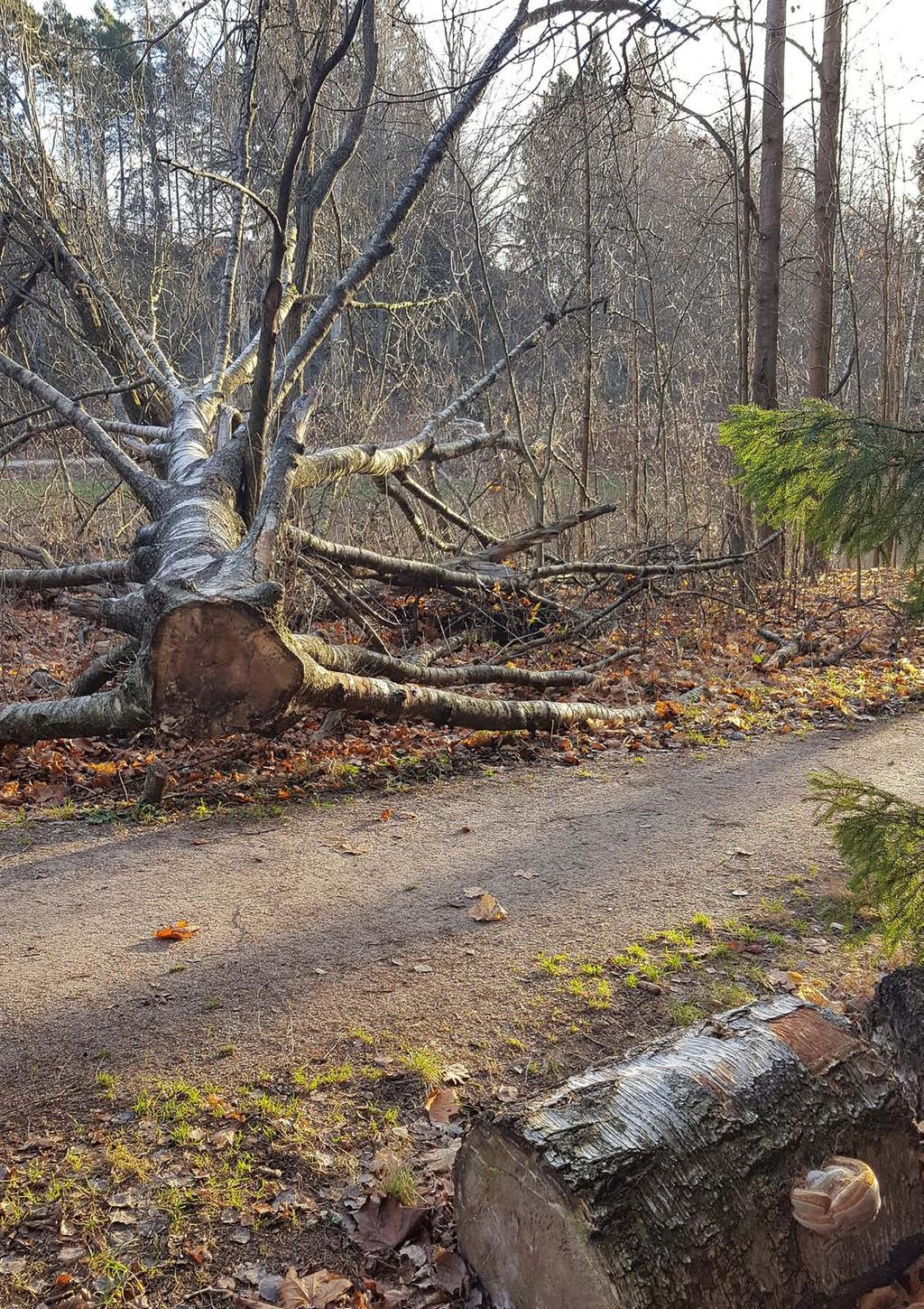 Kuva 36. Vantaanjoen rantaan on jätetty lahopuuta Veräjämäessä.