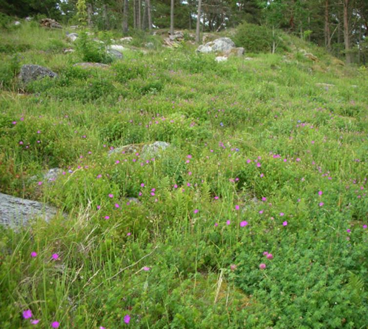 Rantaniityt Sisävesien rantaniityt puutteellisesti inventoituja, kapeita joenrantaniittyjä ei kirjattu/ ne luettu kosteisiin niittyihin Huomio myös