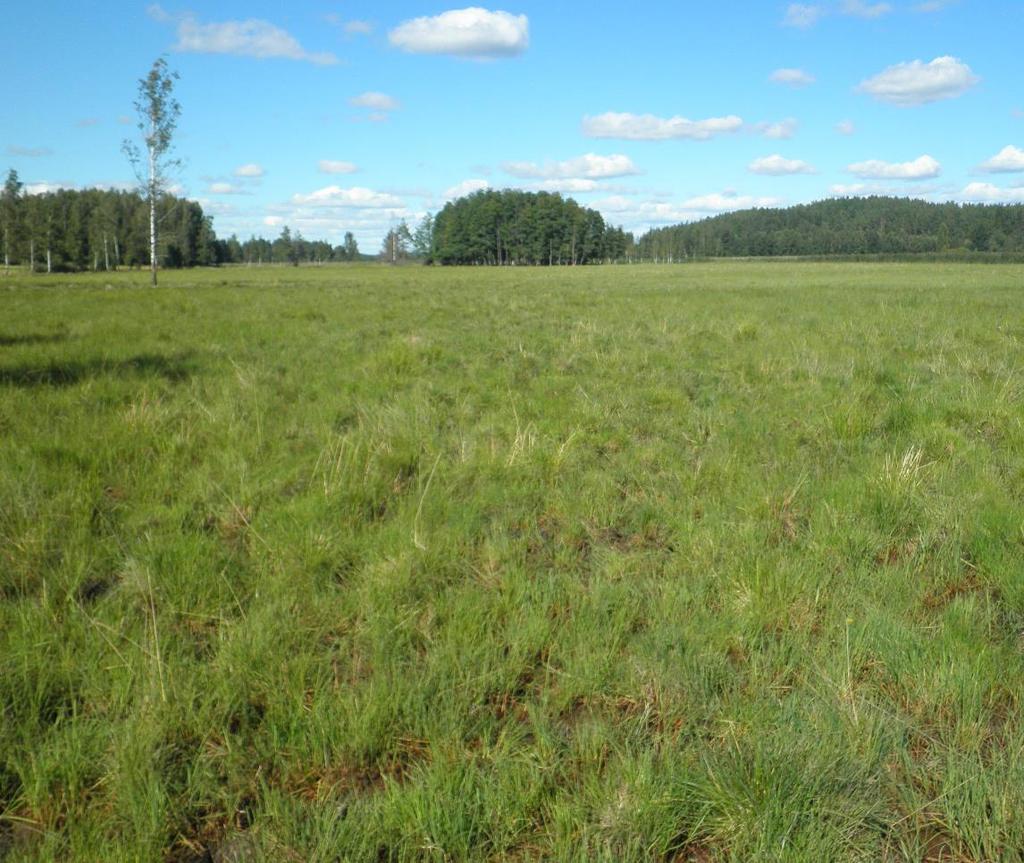 Kedot pienialaisinakin arvokkaita Pienruohokedot, kangaskedot Kalkkivaikutteiset kedot saaristossa Rehevämmät ketotyypit muuttuvat helposti reunoiltaan