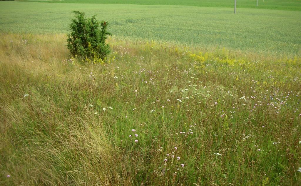 Pienipiirteisen topografian vuoksi kasvillisuustyypit vaihtelevat mosaiikkimaisesti ja vaihettuvat toisiinsa.
