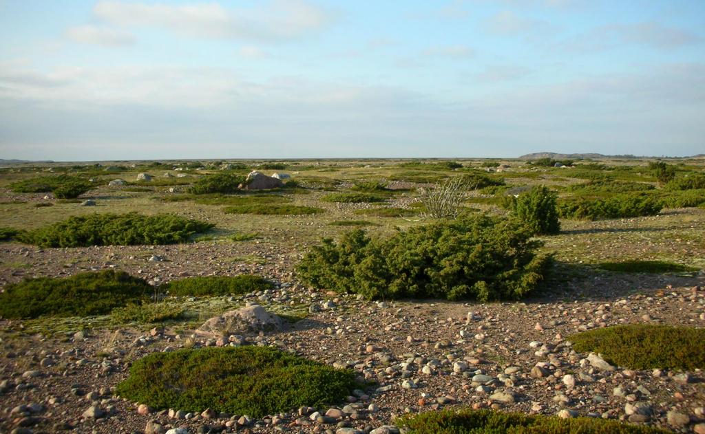 Nummet Varsinais-Suomen saaristossa pääosin umpeutuvia, suojelualueilla aktiivista hoitoa, kuten