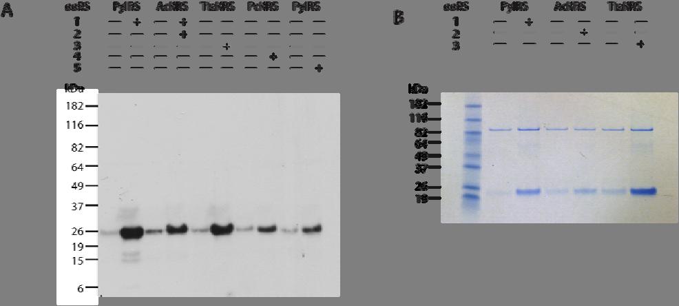 Supplementary Figure 2. Whole western blot and SDS-PAGE gel as shown in Figure 4A and B and mass spectra shown in Figure 4C-H.