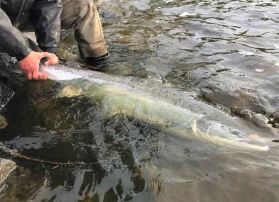 Vain perhokalastus perhokalastusvälinein on sallittua ja kalastajilla on 1 lohen henkilökohtainen vuorokausikiintiö.