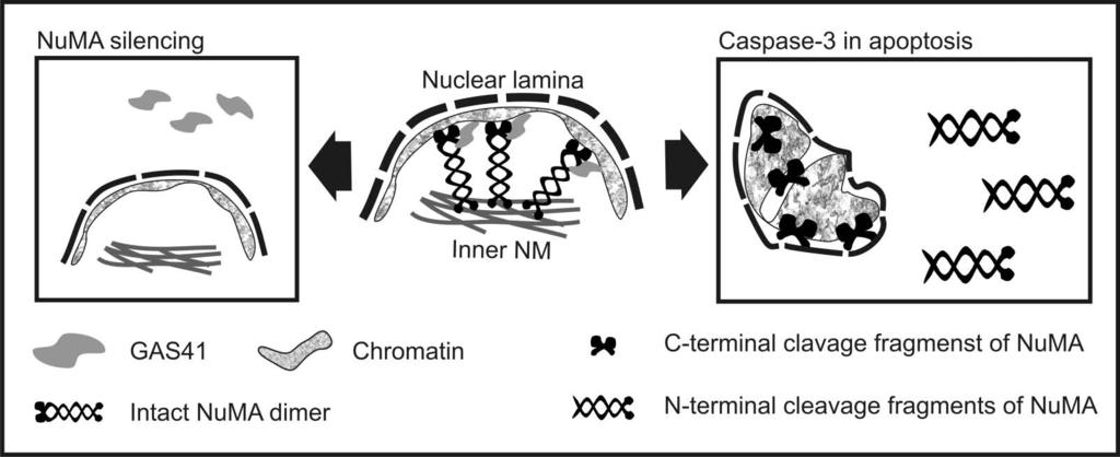 SUMMARY AND CONCLUSIONS 7 SUMMARY AND CONCLUSIONS My aim was to investigate the role of NuMA and other NM proteins in the maintenance of the nuclear structure.