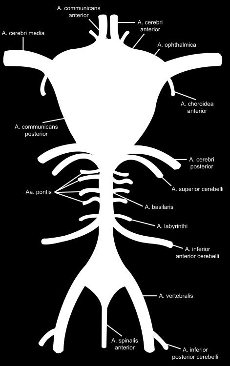 Aivojen valtimoverenkierto 3) 4) Keskimmäiset aivovaltimot 3) Etummaiset aivovaltimot 4) 8 Aivovaltimot kuljettavat verta aivojen eri alueille, jotka hoitavat eri toimintoja.