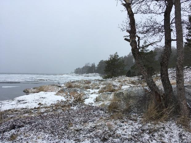 tavanomaista saariston kallioista metsämaata.