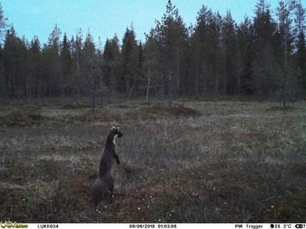 Kuva 6. Esimerkkejä riistakameroiden kuvaamista lajeista.