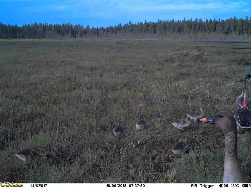 Kuva 9. Kuuden poikasen metsähanhi perhe Lapissa. Kuva 10.