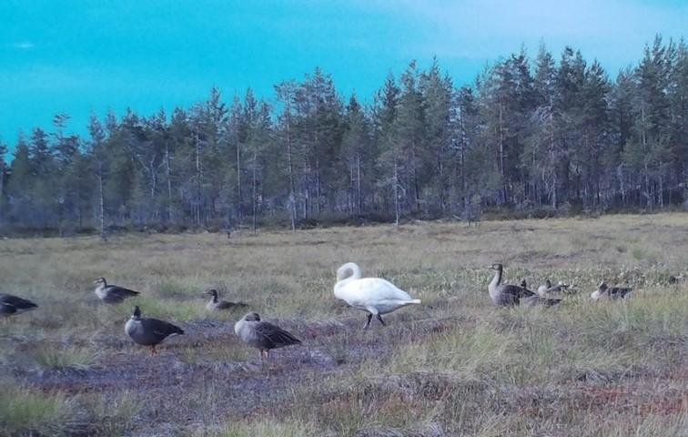 Kuva 15. Joutsen yhdessä metsähanhi parven kanssa Ilomantsissa 9.8.2018.