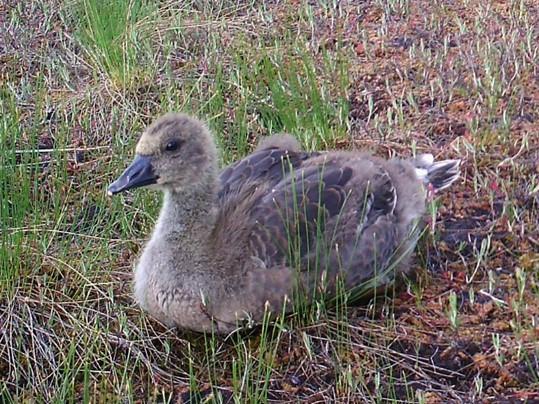 Kirjallisuudessa on kuitenkin esiintynyt historian aikana useita erilaisia taksonomisia tulkintoja alalajien määrästä (Ruokonen & Aarvak 2011), jako on perustunut morfologisiin ja ekologisiin