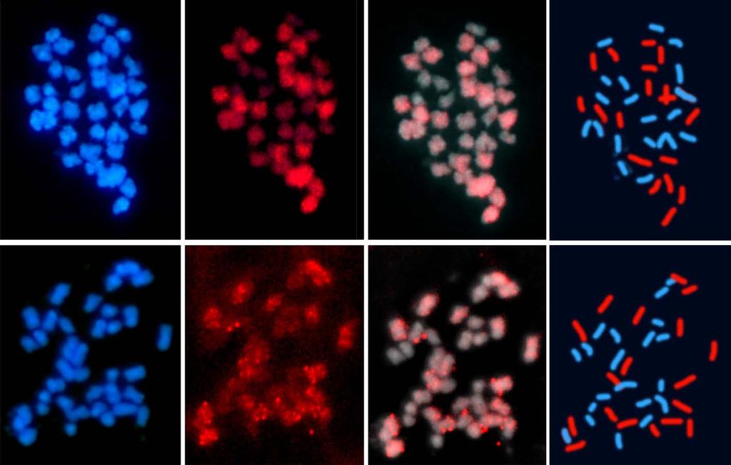 Genome Specificity of a CACTA (En/Spm) Transposon B. napus (AACC, 2n=4x=38) hybridized with C-genome CACTA element red B.