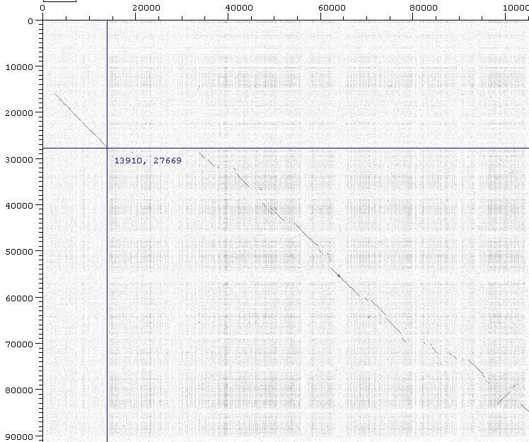 Dot-plots of genomic sequence from homologous pairs of BACs Region of high homology between A and C sequence kb Brassica rapa (A genome) sequence Region of low homology 4kb Insertion-gap pair: