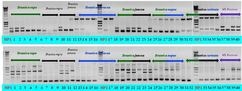 B. rapa AA 2n=20 B. juncea AABB 2n=36 B. nigra BB 2n=16 B.