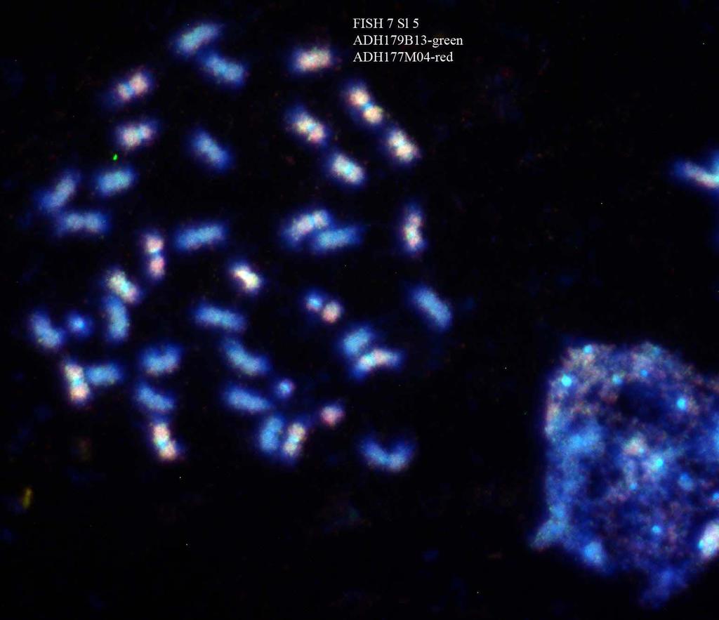 BAC in situ