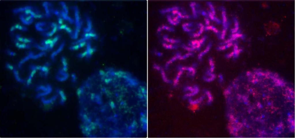 Many of the repetitive sequences are retrotransposons and DNA transposons Some are