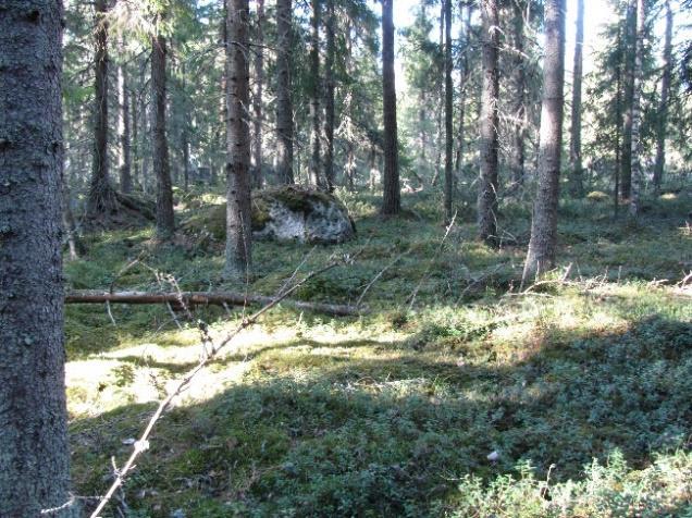 9 Kuva 6. Kuvaa alueelta 05/2019.