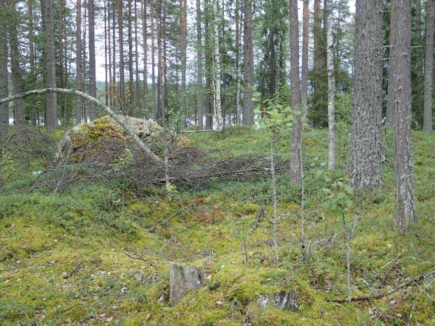 Konttijärven länsiosassa etelään pistävän Lammasniemen keskivaiheilla on yksittäinen pyyntikuoppa niemen länsireunalla. Poutiainen & Bilund 2013: Kohde tarkastettiin ja sen todettiin olevan ennallaan.