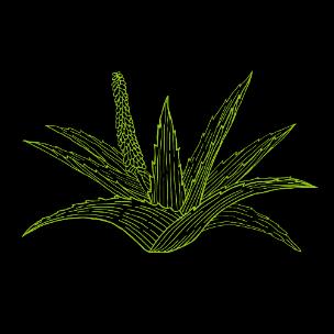 Virkistävä tuoksu viipyy iholla pitkään. u(9ac69d*ltkksk( Buña 2 in 1 Suihkugeeli ja Kylpyvaahto 730 ml Aloe Aloeta pidetään kuolemattomuuden kasvina.