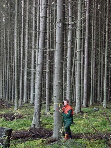 Aineistot 5 Harvennuskokeet Heinola-Punkaharju 24 puuta, 75 v.