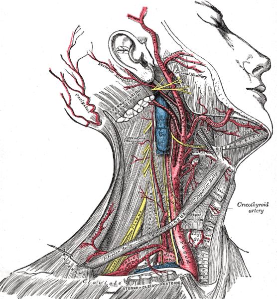 2 KIRJALLISUUS 2.1 Carotis-valtimon anatomia Carotis-valtimo (arteria carotis communis) tuo hapekasta verta sydämestä aivoihin päin (8).
