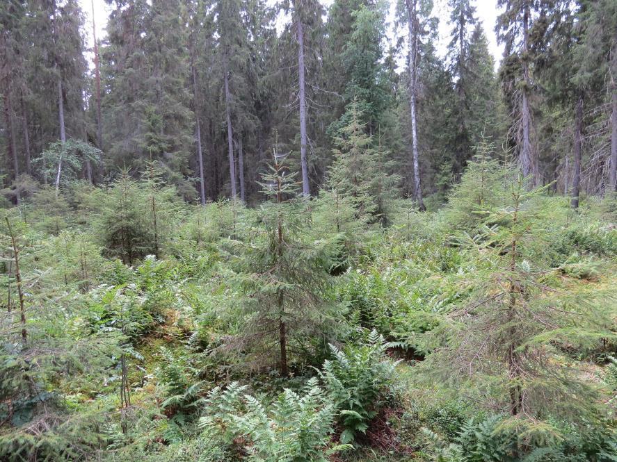 Suometsien luontainen uudistaminen Siemenpuuhakkuu kaistalehakkuu (vatkg, ptkg I)