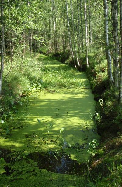 Liuenneet ravinteet ja humus Ravinteita (P ja N) liukenee