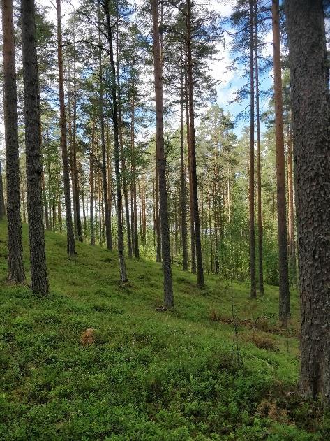 Tärkeää: Aivovammaliitto hakee uutta toiminnanjohtajaa Tulorekisteri ja yhdistysrekisterin uudistuminen Tässä yhdistystiedotteessa käsitellään: Uutiset.