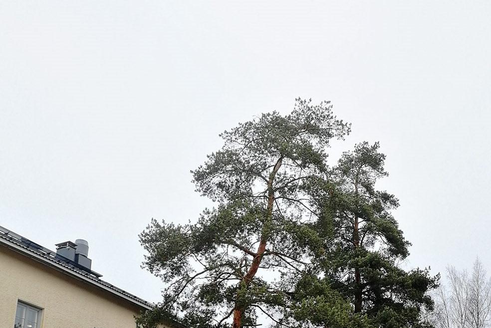 Suunnittelualueella ei ole merkittävää eläimistöä.