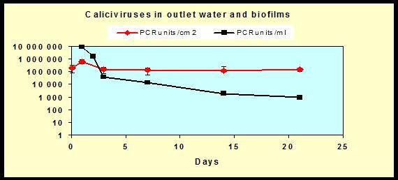 suojapaikka Haaste verkostojen puhdistamisen yhteydessä Mikrobikasvun/biofilmien haittoja Veden laadun heikkeneminen (esteettinen laatu)