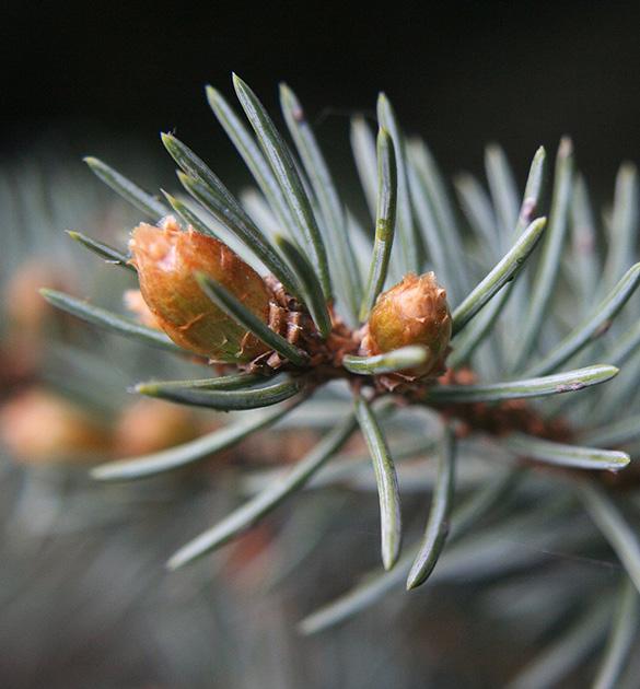Tuodaan tilaan tuttuja tuoksuja, kuten tuoksupelargonia, katajaisia esineitä, tervattua narua, hyasintti,