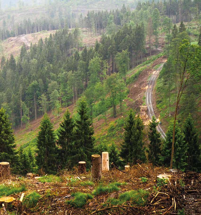 AISET KURISTAVAT, IDEN TULEVAISUUS? Kaarnakuoriaisten tuhoamien puiden takia kuusikoita hakataan paljaaksi laajoilta alueilta. Kuva Thüringenin osavaltiosta keskisestä Saksasta.