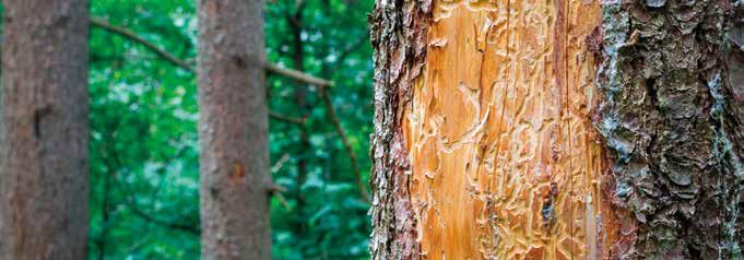 Antti Mutanen, tutkija, Luonnonvarakeskus (Luke) tuhopuuta 46 miljoonaa kuutiota vuonna 2019. Tämä oli liki 70 prosenttia kaikesta maassa korjatusta puusta.