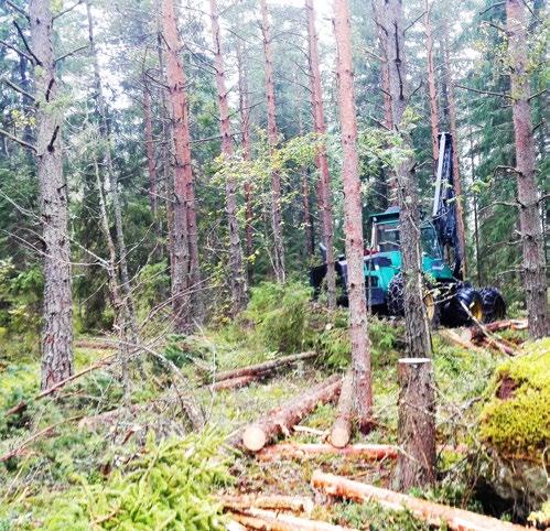 68 // LUUMÄKI // GREENREALITY NETWORK // 69 Kaukolämmön tuotannossa käytettävä hake ostetaan paikallisilta metsänomistajilta. LUUMÄEN KAUKOLÄMPÖ TUOTETAAN 95-PROSENTTISESTI PUULLA.