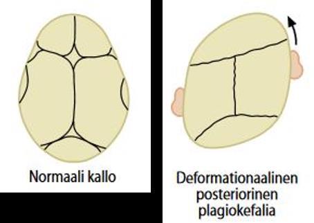 11 Lapsen pään kasvu on nopeaa ensimmäisen elinvuoden aikana ja 80 % aivojen koosta on saavutettu kolmen vuoden ikään mennessä. Vastasyntyneen aivojen paino on neljäosan aikuisen aivojen painosta.