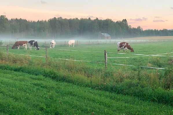 VÄLTÄ LÄMPÖSTRESSI Varmista, että kaikki eläimet pääsevät halutessaan varjoon, hyvä vaihtoehto on myös ottaa hellekaudella eläimet navettaan keskipäiväksi.